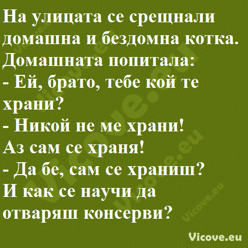 На улицата се срещнали домашна и бездомна котка